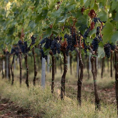 Agriturismo Casagrande Montepulciano Stazione Kültér fotó
