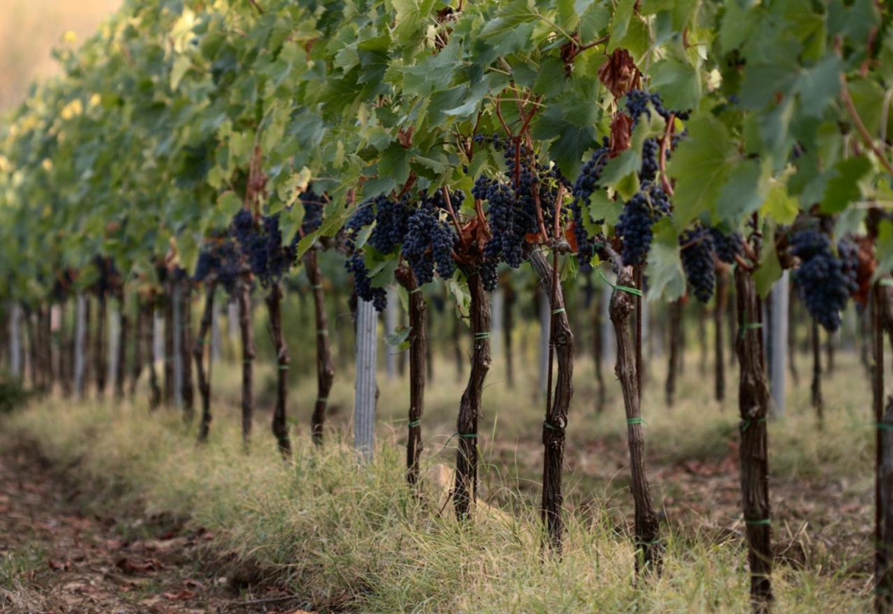 Agriturismo Casagrande Montepulciano Stazione Kültér fotó